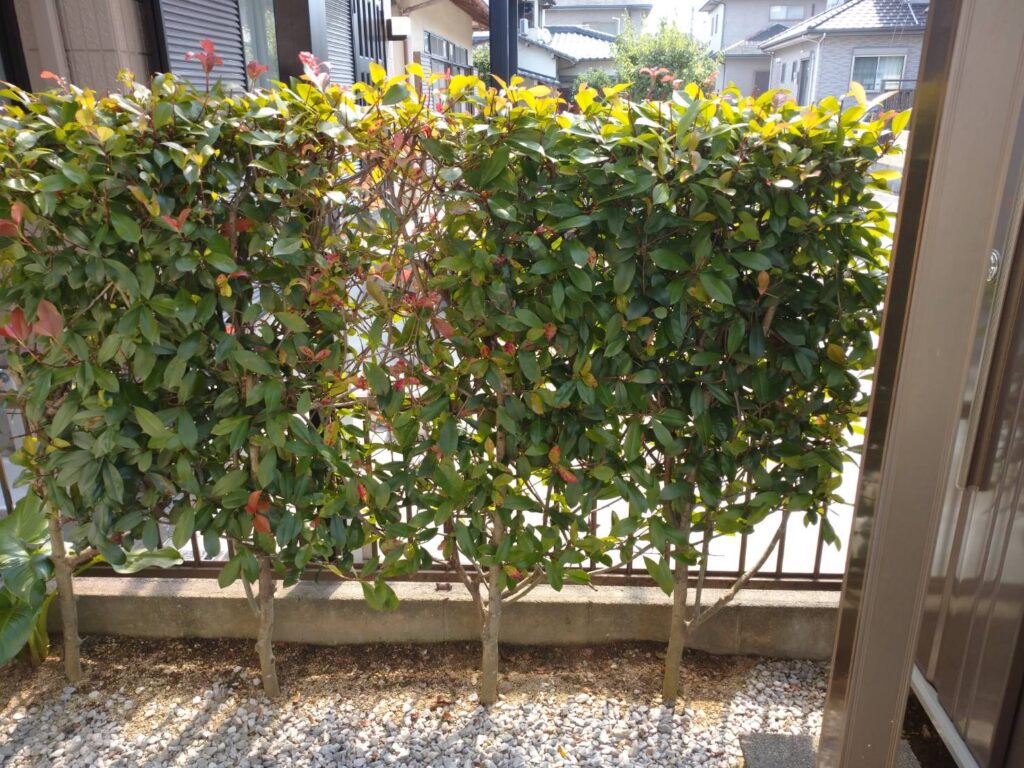 施工前：赤芽の生垣だけのお庭の境界